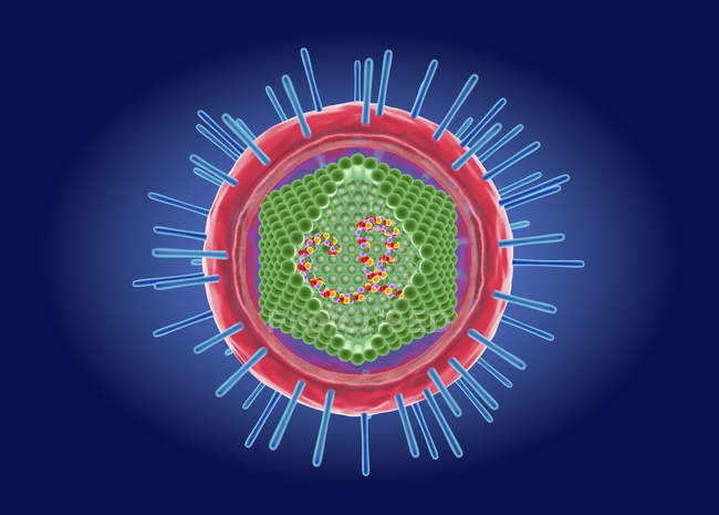 Лінтотропна частинка вірусу Т-клітини людини, цифрова концептуальна ілюстрація . — стокове фото