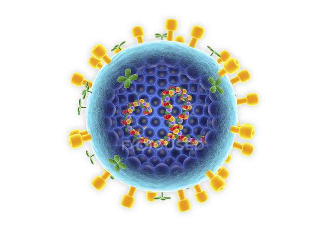 Modelo de partícula del virus de la gripe A sobre fondo blanco, ilustración digital
. - foto de stock