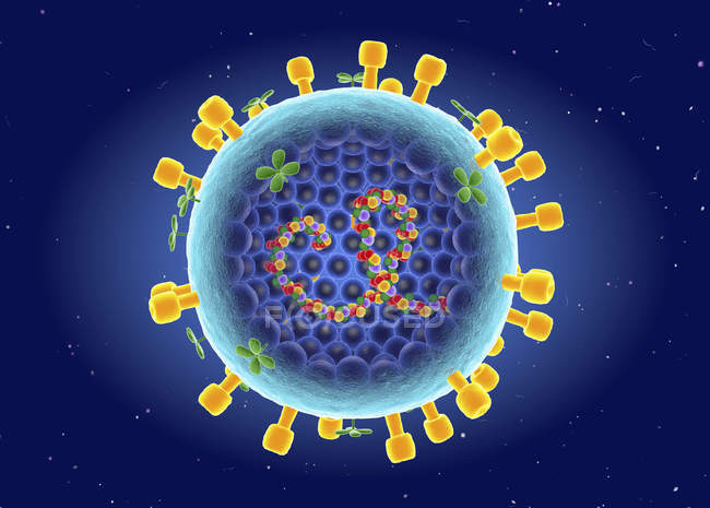 Estrutura do vírus influenza A, ilustração digital . — Fotografia de Stock
