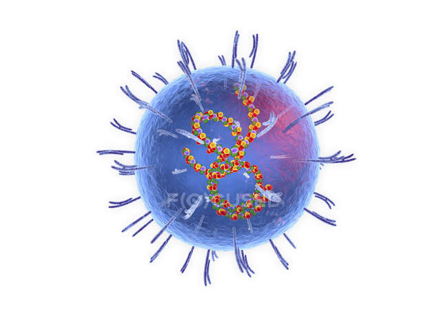Partícula abstracta del virus de la lassa sobre fondo blanco, ilustración digital conceptual
. - foto de stock