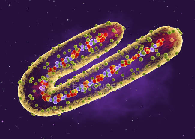 Röhrenförmiges Rna-Marburg-Virus-Teilchen, digitale Illustration. — Stockfoto