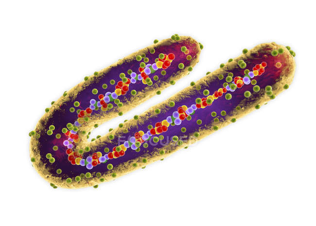Tubular RNA Marburg virus particle, digital illustration. — Stock Photo