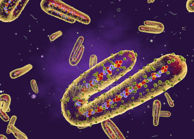 Röhrenförmige Rna-Marburg-Viruspartikel, digitale Illustration. — Stockfoto