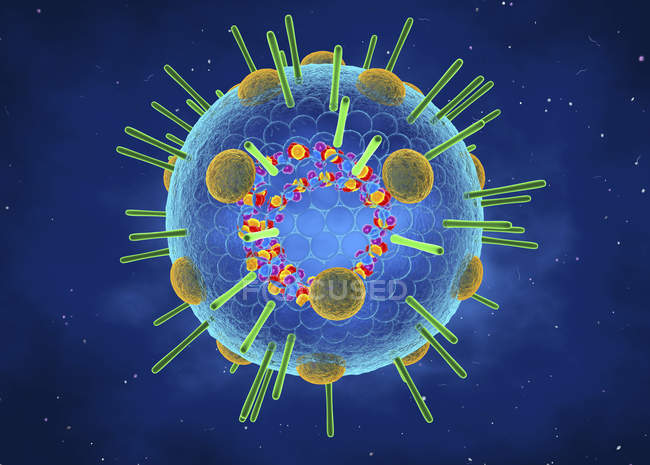 Influenza myxovirus particle containing RNA, 3d digital illustration. — Stock Photo