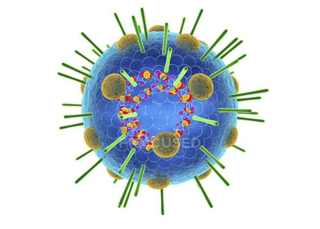 Influenza myxovirus particle містить Rna, 3d digital illustration. — Stock Photo