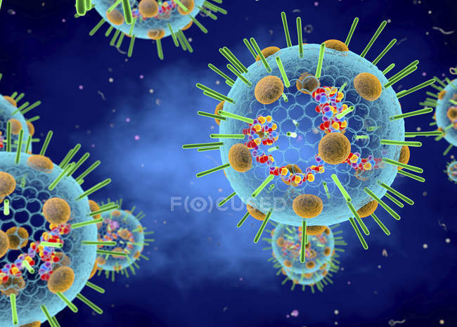 Particule de myxovirus grippal contenant de l'ARN, illustration numérique 3D
. — Photo de stock