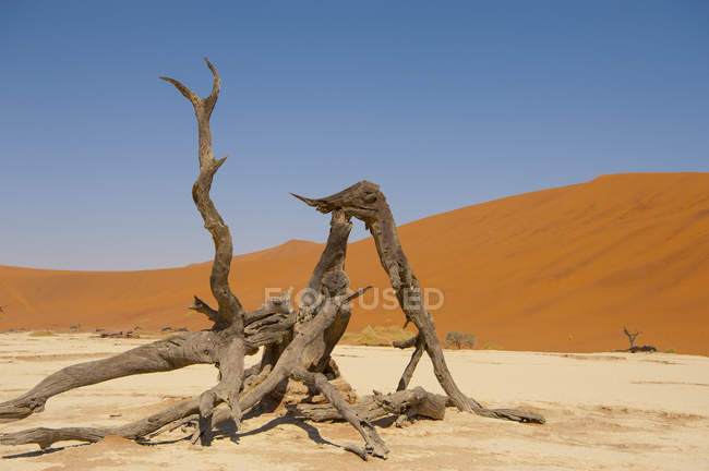 Árboles secos de Deadvlei en bandeja de sal rodeados de imponentes dunas de arena roja, Parque Nacional Namib-Naukluft, Namibia, África . - foto de stock