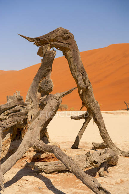 Árvores secas de Deadvlei em salinas rodeadas por imponentes dunas de areia vermelha, Parque Nacional Namib-Naukluft, Namíbia, África
. — Fotografia de Stock