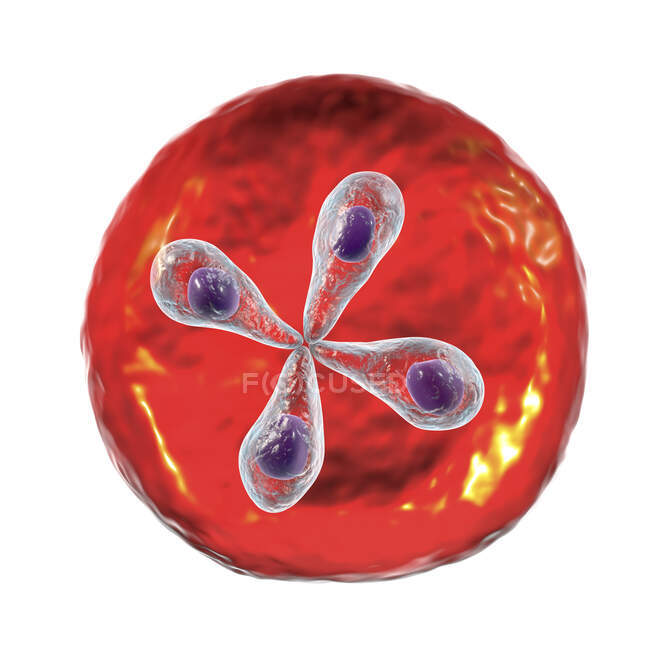 Parásitos de babesia dentro de glóbulos rojos, ilustración por computadora - foto de stock