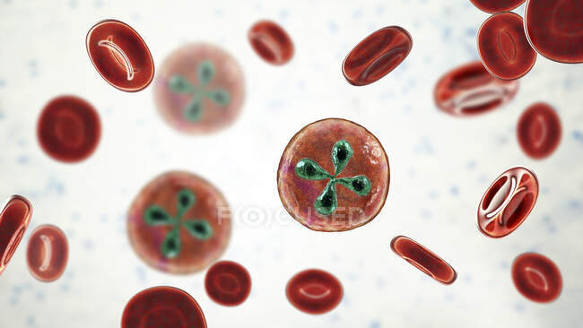 Babesia parasitas dentro de células vermelhas do sangue, ilustração do computador — Fotografia de Stock