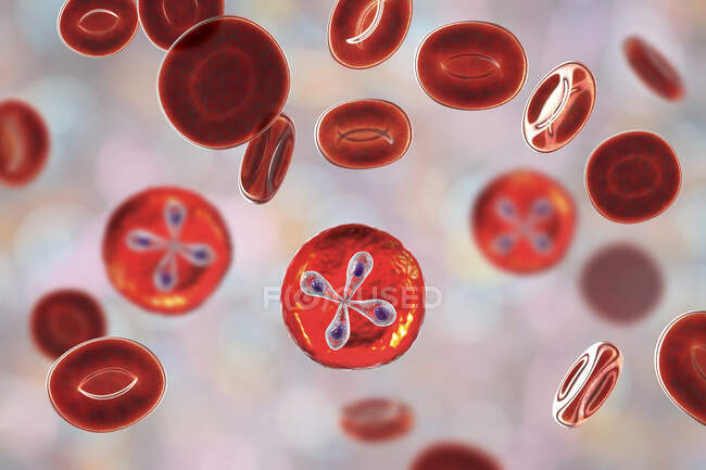 Babesia parasites à l'intérieur des globules rouges, illustration de l'ordinateur — Photo de stock