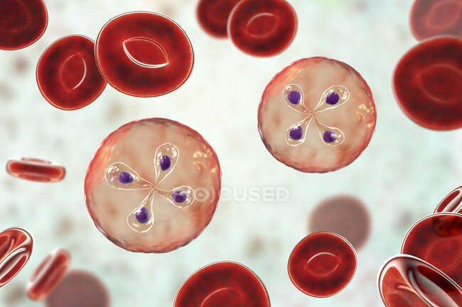 Babesia parasitas dentro de células vermelhas do sangue, ilustração do computador — Fotografia de Stock