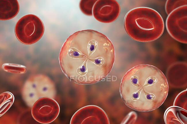 Паразиты Babesia внутри эритроцитов, компьютерная иллюстрация — стоковое фото