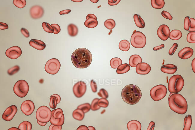 Babesia-Parasiten in roten Blutkörperchen, Computerillustration — Stockfoto