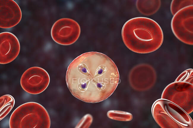 Babesia parasites inside red blood cell, computer illustration — Stock Photo