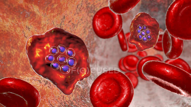 Plasmodium ovale protozoaire à l'intérieur des globules rouges au stade de schizont, illustration par ordinateur — Photo de stock