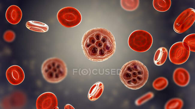 Cellules sanguines et Plasmodium sp. parasites (au stade schizont) causant le paludisme, illustration informatique
. — Photo de stock