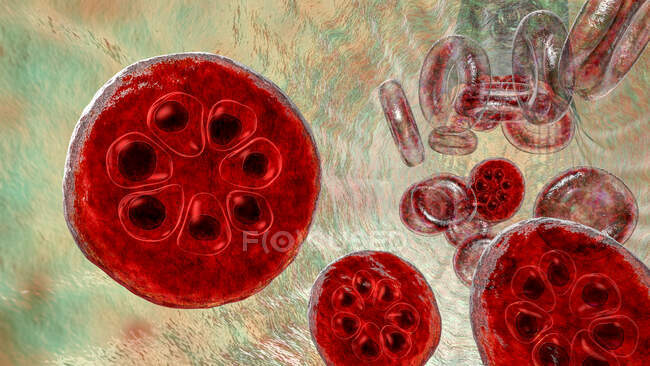 Протозойська плазмодієва малярія всередині еритроцитів на стадії шизону, комп'ютерна ілюстрація — стокове фото