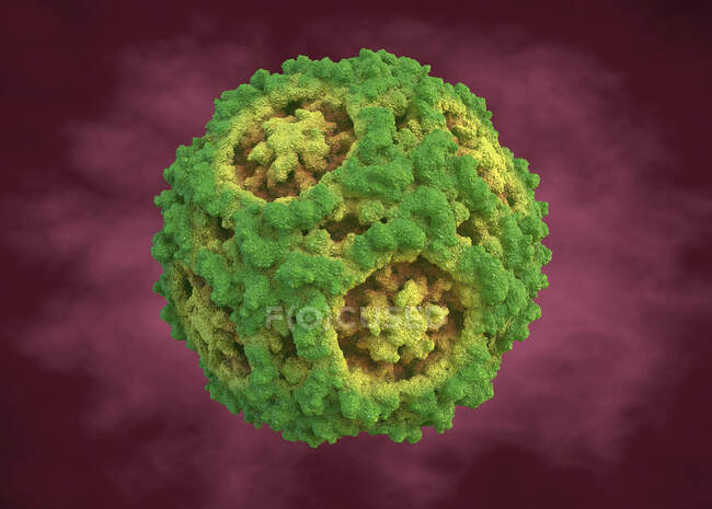 Canine parvovirus, ілюстрації. Canine Parvoviruses включає найменші відомі віруси і деякі з найбільш екологічно стійких вірусів.. — стокове фото