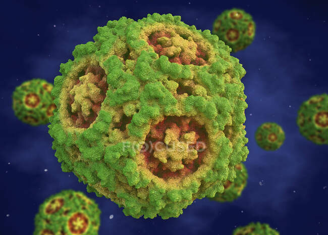 Parvovirus canino, ilustración. Los parvovirus caninos incluyen los virus más pequeños conocidos y algunos de los más resistentes al medio ambiente.. - foto de stock