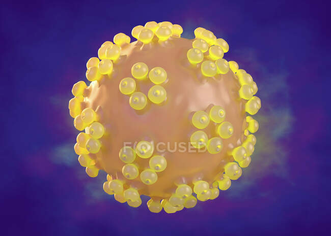 Papillomavirus humain, illustration. Le virus du papillome humain (VPH) provoque des verrues, qui se produisent principalement sur les mains et les pieds. Certaines souches infectent également les organes génitaux — Photo de stock