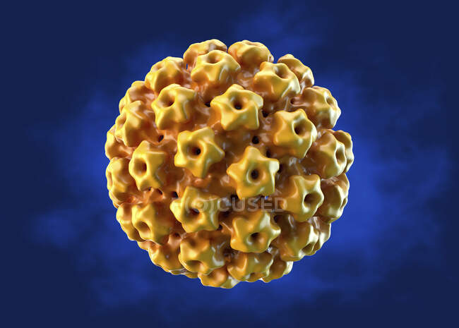 Папилломавирус человека, иллюстрация. Вирус папилломы человека (ВПЧ) вызывает бородавки, которые в основном происходят на руках и ногах. Некоторые штаммы также заражают гениталии — стоковое фото