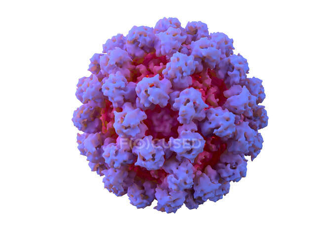 Норовірус, притча. Норовірус (англ. Norovirus) або 