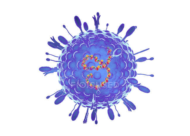 Virus de la parainfluenza humana, ilustración por ordenador - foto de stock