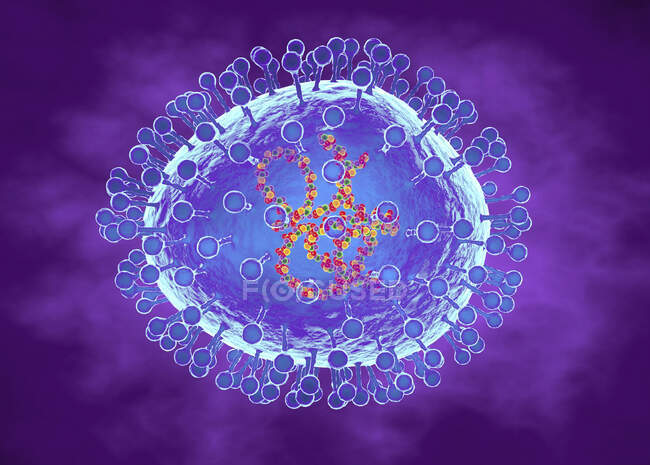 Particules humaines de métapneumovirus. Illustration par ordinateur des particules du métapneumovirus humain (hMPV), un virus respiratoire qui touche presque tous les enfants dès l'âge de 5 ans — Photo de stock