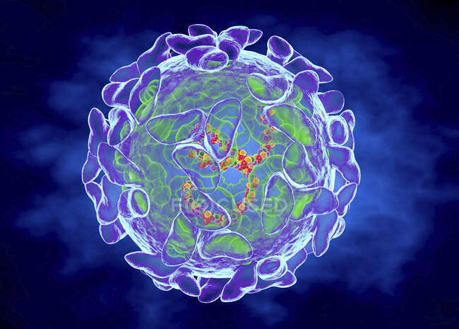 Вирус Синдбис (SINV), компьютерная иллюстрация — стоковое фото