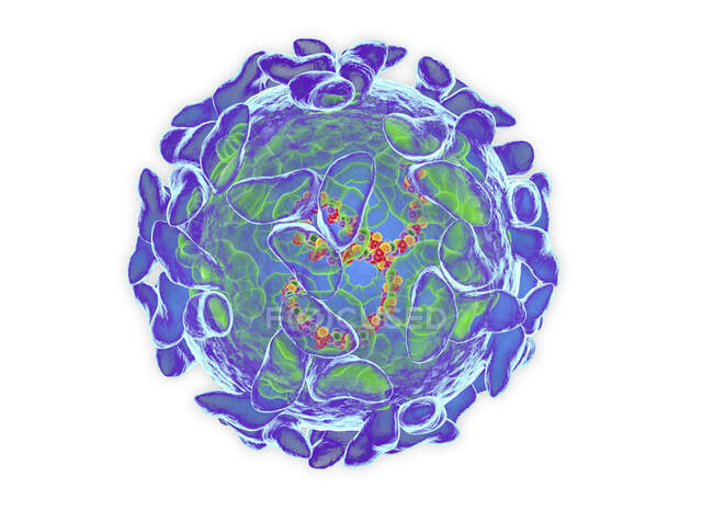 Sindbis vírus (SINV), ilustração do computador — Fotografia de Stock