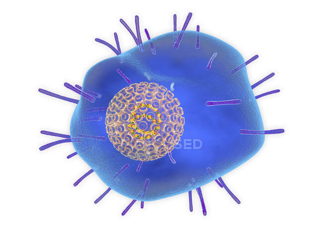 Virus varicela zóster (varicela), ilustración. El virus consiste en una envoltura de membrana lipídica con glicoproteínas, una cápside protectora que contiene el ácido nucleico - foto de stock