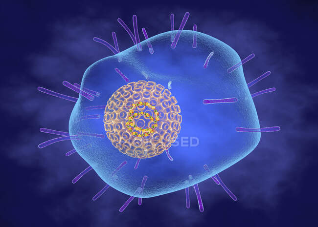 Virus varicela zóster (varicela), ilustración. El virus consiste en una envoltura de membrana lipídica con glicoproteínas, una cápside protectora que contiene el ácido nucleico - foto de stock