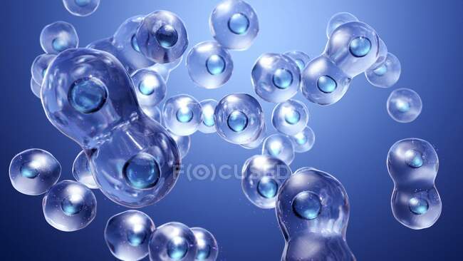 Animal cells during cytokinesis (cell division), illustration — Stock Photo