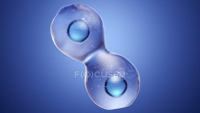 Animal cell during cytokinesis (cell division), illustration. — Stock Photo