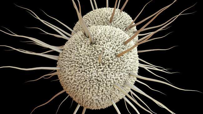 Neisseria gonorrhoeae bacteries. — стокове фото