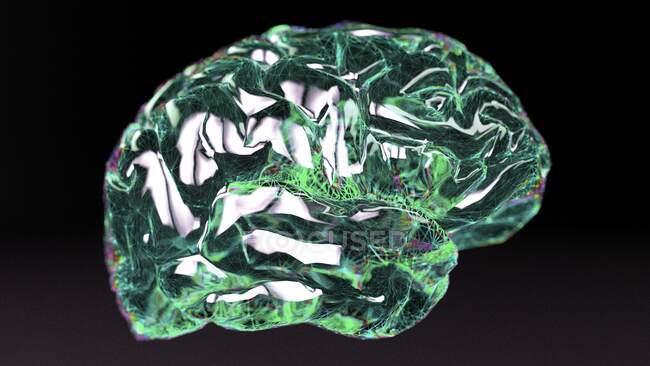 Cervello umano, illustrazione al computer — Foto stock