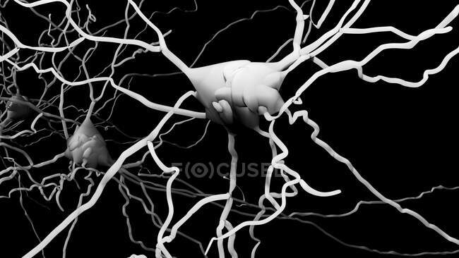 Нервова клітина, комп 