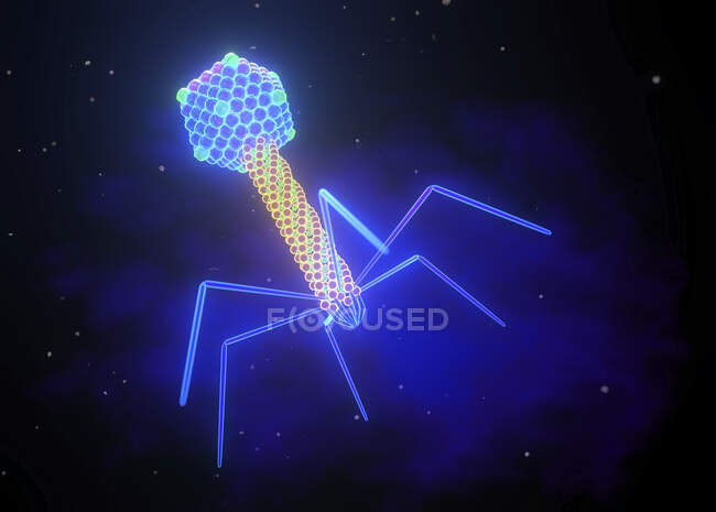 Bakteriophagen, Illustration. Ein Bakteriophagen oder Phagen ist ein Virus, das Bakterien infiziert. Es besteht aus einem icosaedrischen (20-seitigen) Kopf, der das genetische Material, einen Schwanz und Schwanzfasern enthält — Stockfoto