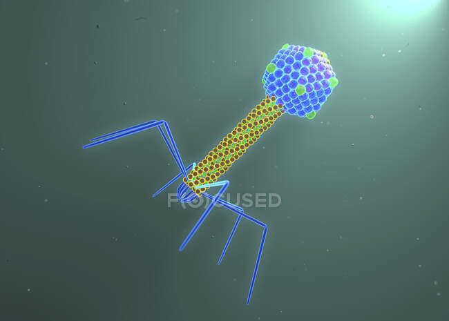Bacteriophage, ілюстрації. Бакріофаг - це вірус, який інфікує бактерії. Він складається з ікосаедричної (20-гранної) голови, яка містить генетичний матеріал, хвостові та хвостові волокна. — стокове фото