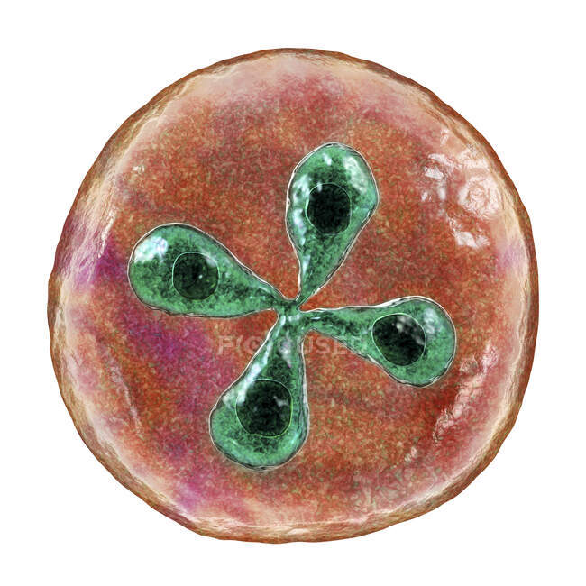 Паразиты Babesia внутри эритроцитов, компьютерная иллюстрация — стоковое фото
