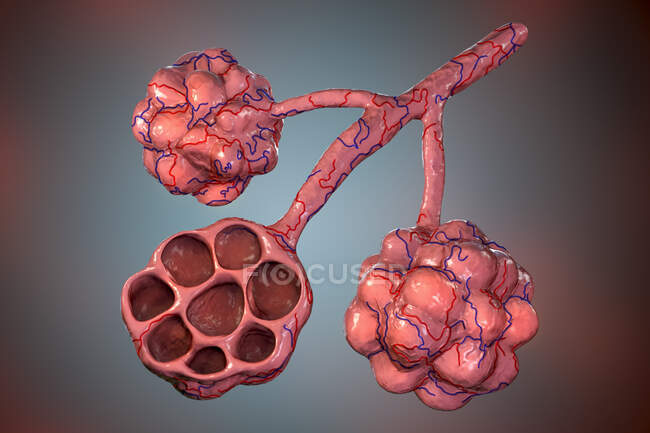 Компьютерная иллюстрация альвеол в легких человека — стоковое фото
