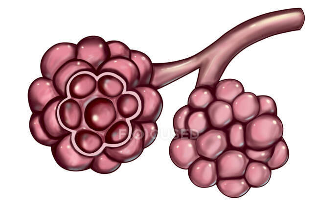 Ilustración computarizada de alvéolos en pulmones humanos - foto de stock