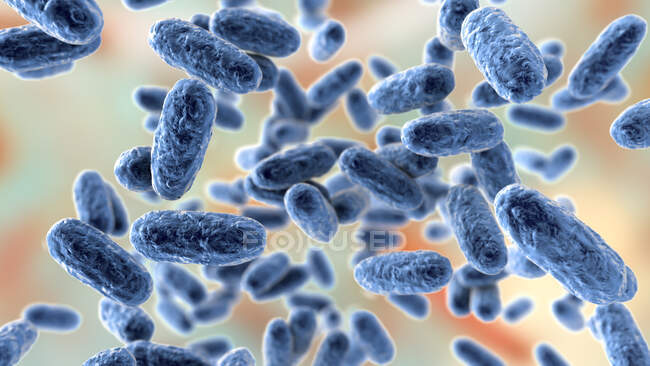 Bactérias da tosse convulsa (Bordetella pertussis), ilustração de computador — Fotografia de Stock