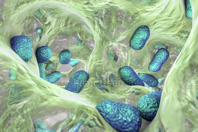 Bacterias Acinetobacter baumannii multirresistentes dentro del biofilm, ilustración por computadora - foto de stock