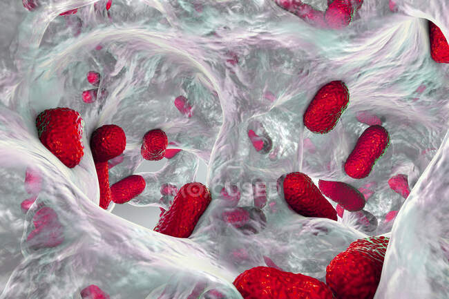 Bacterias Acinetobacter baumannii multirresistentes dentro del biofilm, ilustración por computadora - foto de stock