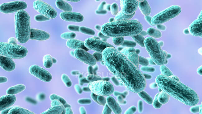 Bacterias de la tos ferina (Bordetella pertussis), ilustración por ordenador - foto de stock