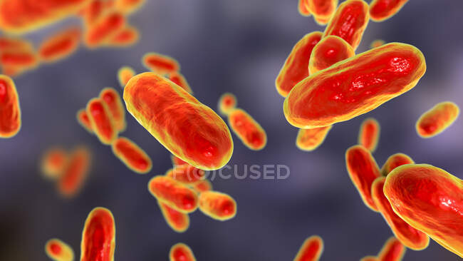 Bactérias da tosse convulsa (Bordetella pertussis), ilustração de computador — Fotografia de Stock