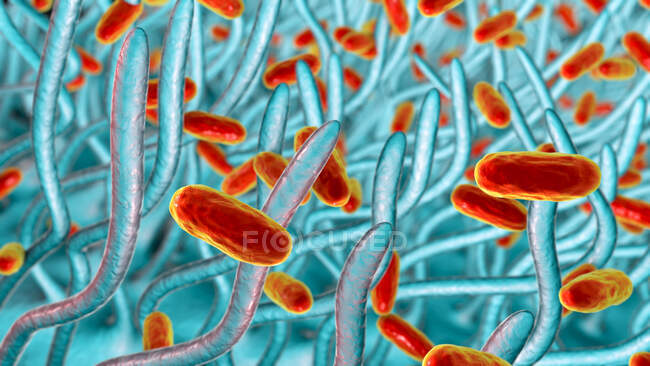 Bacterias de la tos ferina (Bordetella pertussis) en las vías respiratorias - foto de stock