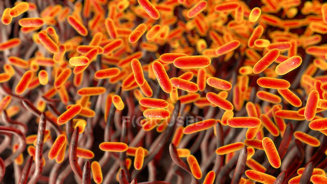 Віруючий кашель (Bordetella pertussis) бактерії в дихальних шляхах — стокове фото